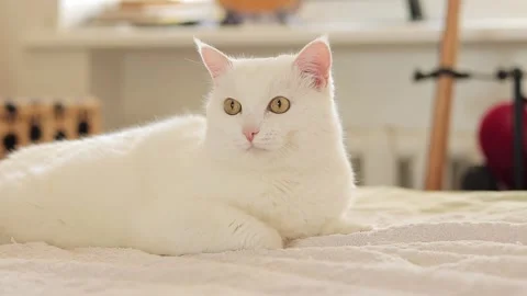 White cat lies on the bed, close-up. Domestic cat Stock Footage 249521688