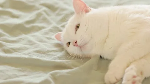White cat lies on the bed, close-u, cute pet concept Stock Footage 249521730