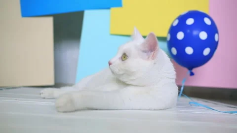 White cat lies on a bright background and watches and playing with the balloon Stock Footage 151407604