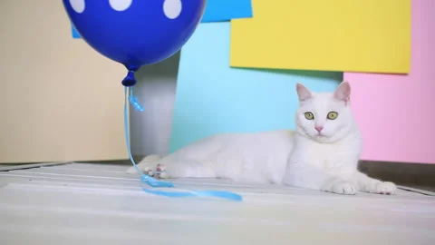 White cat lies on a bright background and watches and playing with the balloon Stock Footage 151407677