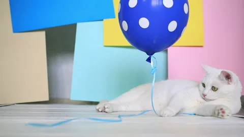 White cat lies on a bright background and watches and playing with the balloon Видео 151407760