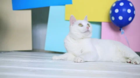 White cat lies on a bright background and watches and playing with the balloon Stock Footage 151407940