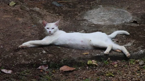 A white cat lies stretched out fully, enjoying a peaceful moment outdoors. Stock Footage 313979134