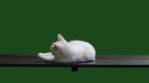 White cat lies on table and looks in different directions green screen slow m Stock Footage 305640622
