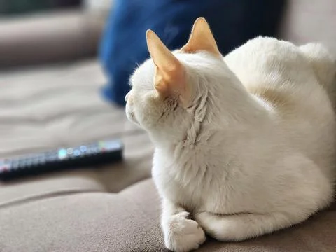 White Cat Looking Back on the Couch Foto stock
