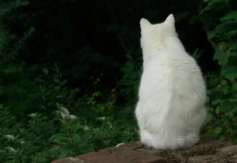 White Cat looking to black hole Stock Photos