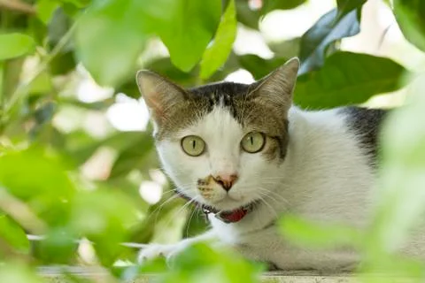 White cat looking at camera from behind green leaves Stock Photos