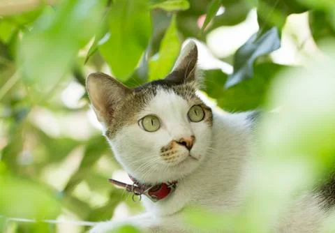 White cat looking at camera from behind green leaves Stock Photos