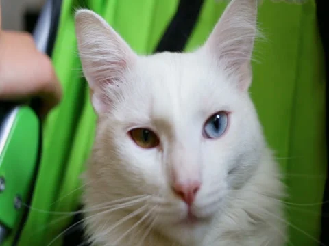 White cat looking at the camera Stock Footage 80275143