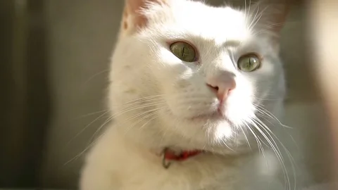 White Cat Looking Into The Camera Stock Footage 121586402