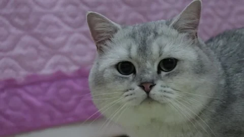 White cat looking at camera Stock Footage 203971452