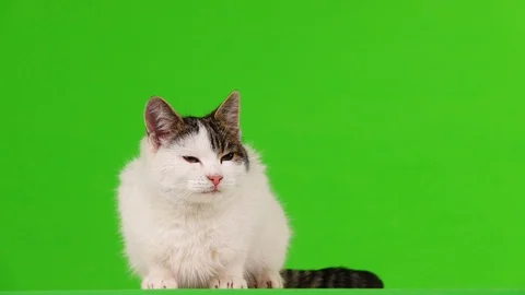 White cat looking in different directions on a green screen Stock Footage 103364551