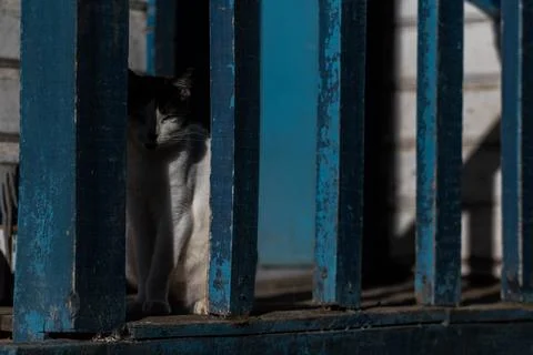 White cat looking out from the corner. Animals. 스톡 사진