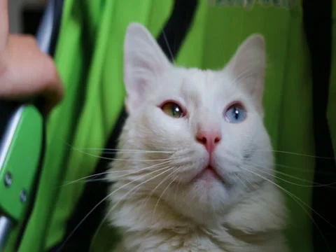 White cat looking over the camera, yawni Stock Footage 80275312