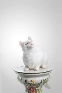 White cat looking up Stock Photos