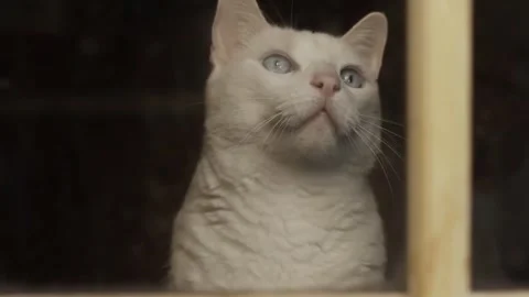 White cat looking through window. Stock Footage 305291106