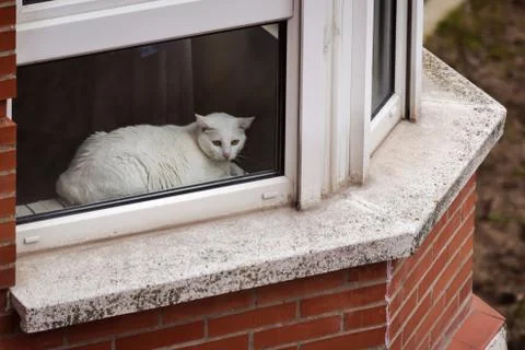 White cat looking through a window while resting on a cold winter morning in Stock Photos