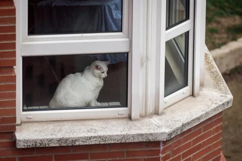 White cat looking through a window while resting on a cold winter morning in Stock Photos