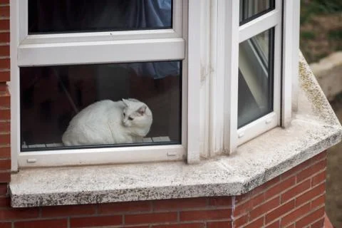 White cat looking through a window while resting on a cold winter morning in Stock Photos