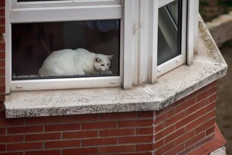 White cat looking through a window while resting on a cold winter morning in Stock Photos
