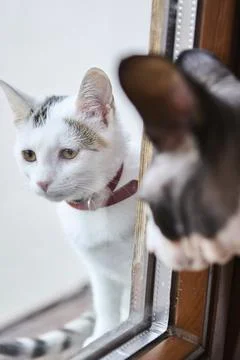 White cat looking through window with sphynx cat reflection and autumn mood Stock Photos