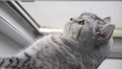 White cat looking, vertical video Stock Footage 162979320