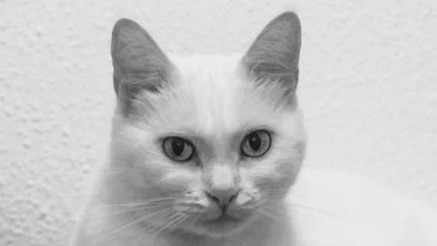 White cat is looking you Stock Photos