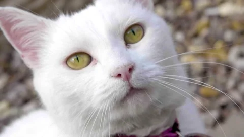 White cat looks up at the camera Stock Footage 137458269