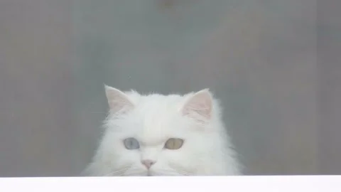 White cat looks out the window. View from the bottom of the cat. The cat sits on Stock Footage 150397572