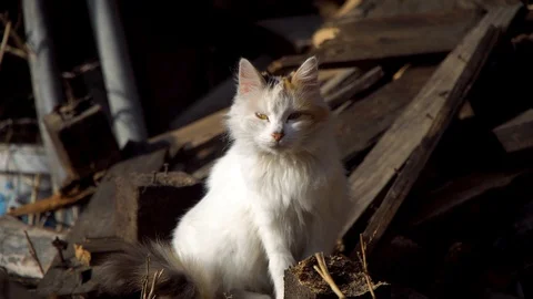 The white cat looks straight into the camera Stock Footage 123721152
