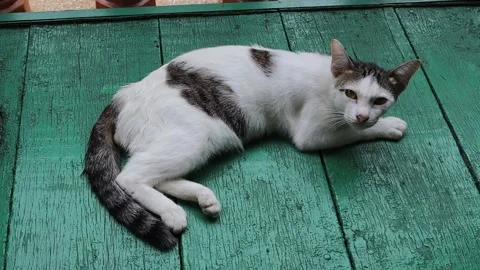 White cat lying and looking on wooden flooring Video stock 139874286