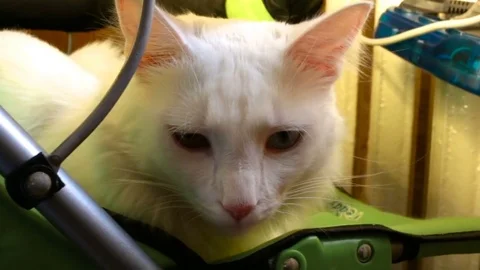 White cat lying at the battery in the pram. Indoors, day, natural lighting Stock Footage 80412214