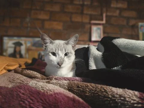 White cat lying on a bed looking towards the camera Stock Photos