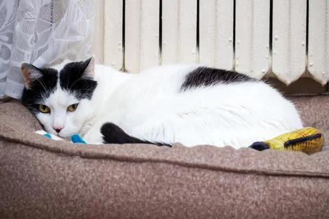 A white cat is lying in a bed Stock Photos