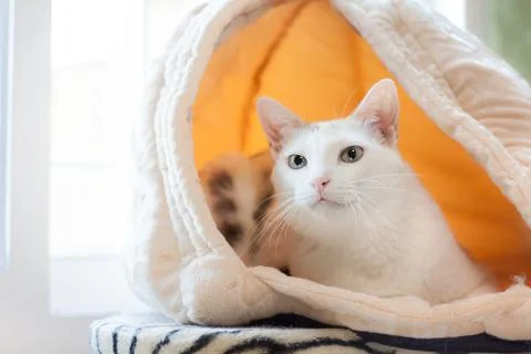 White cat lying in the cat bed cave. Her's head out looking for something. Stock Photos