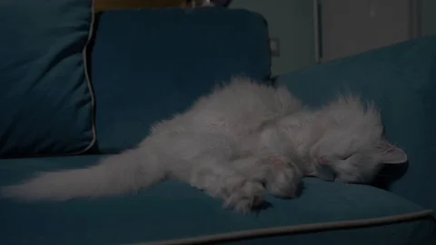 White cat lying on the couch in the evening with the kitchen in the background Stock Footage 106336804