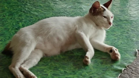 White Cat Lying Down And Grooming Its Fur On A Grass-Patterned Surface Stock Footage 338225075