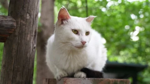 White cat lying on the eaves sleeping and resting in the countryside Stock Footage 202240511