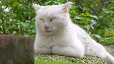 White cat lying on the eaves sleeping and resting in the countryside Stock Footage 202240553