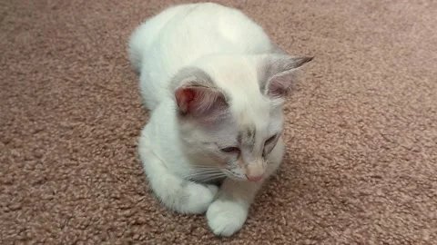 The white cat is lying on the floor. A cute and fluffy cat is spying on us. Stock Footage 171611999
