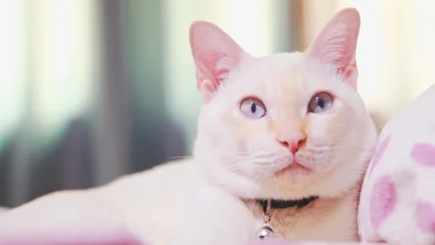 White cat lying on fluffy bed in household. Domestic animal and pets. Stock-Footage 158738994