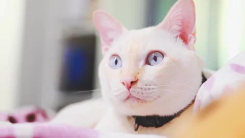 White cat lying on fluffy bed in household. Domestic animal and pets. Stock-Footage 158739000