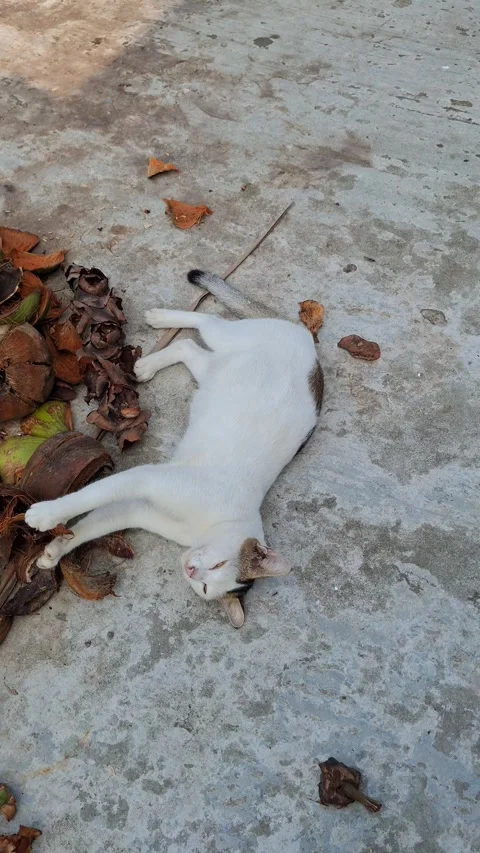 White Cat Lying on Ground Among Dry Leaves on Sunny Day Video stock 311484576