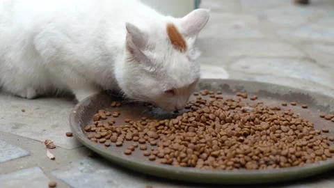 White cat lying on the ground and eating cat food Stock Footage 202241055