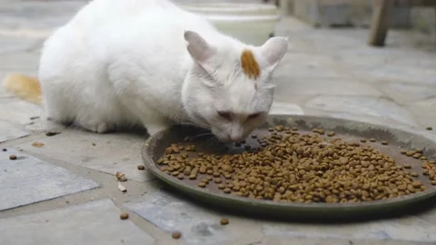 White cat lying on the ground and eating cat food Stock Footage 202241593