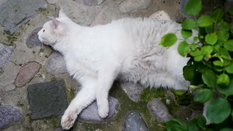White cat lying on the ground resting and rolling Stock Footage 202241882
