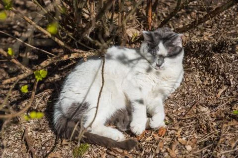 White cat lying on the ground in the spring and basking in the Sun Fotos Stock