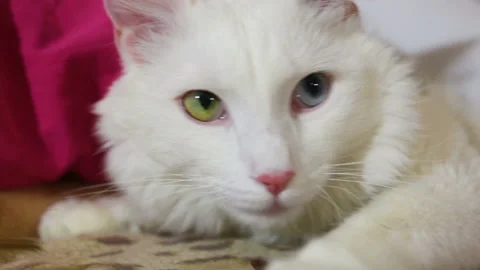 The white cat is lying next to the child and looks straight. Close-up shot shows Stock Footage 88414602