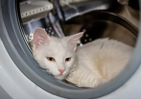 White cat lying in the open drum of a washing machine. Stock Photos