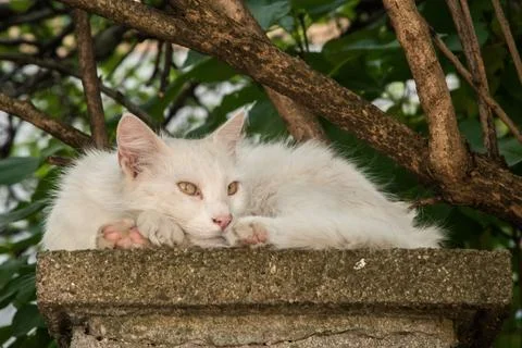 White cat lying Stock Photos